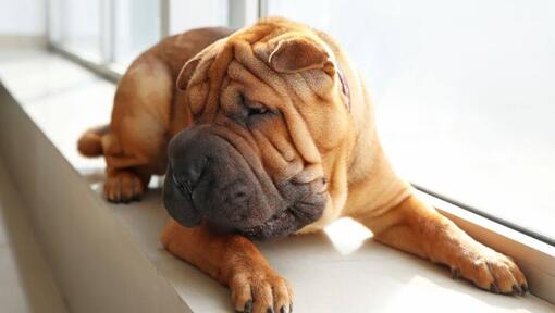 Shar deals pei pret